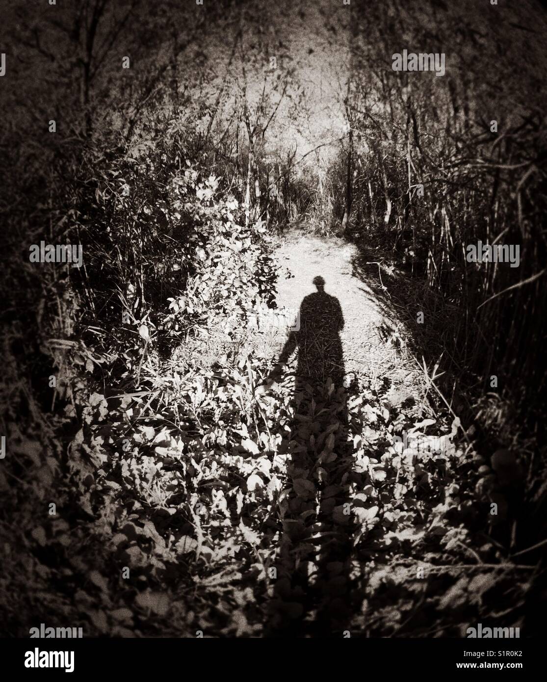 Shadow silhouette of single person looking at creepy forest trail at sunset - Smartphone Captured Stock Image