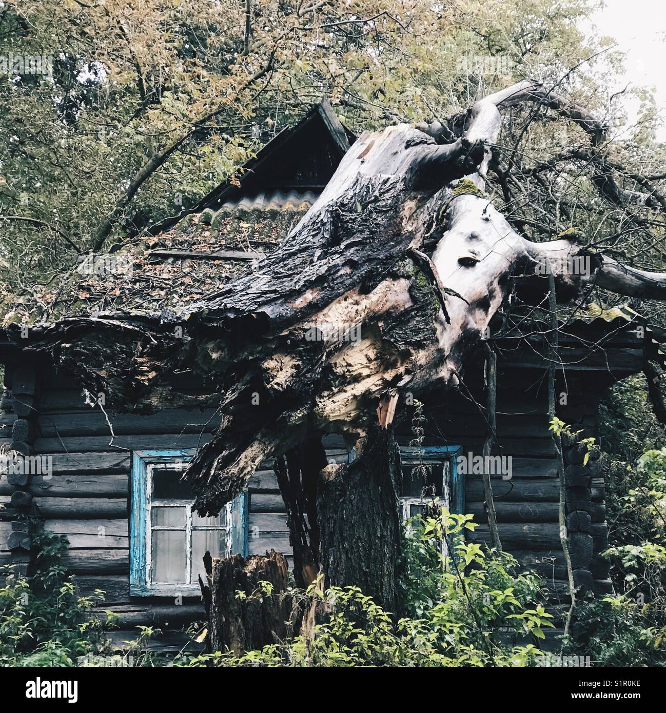 A fallen tree trunk on top of an abandoned village house in Chernobyl, Ukraine - Smartphone Captured Stock Image