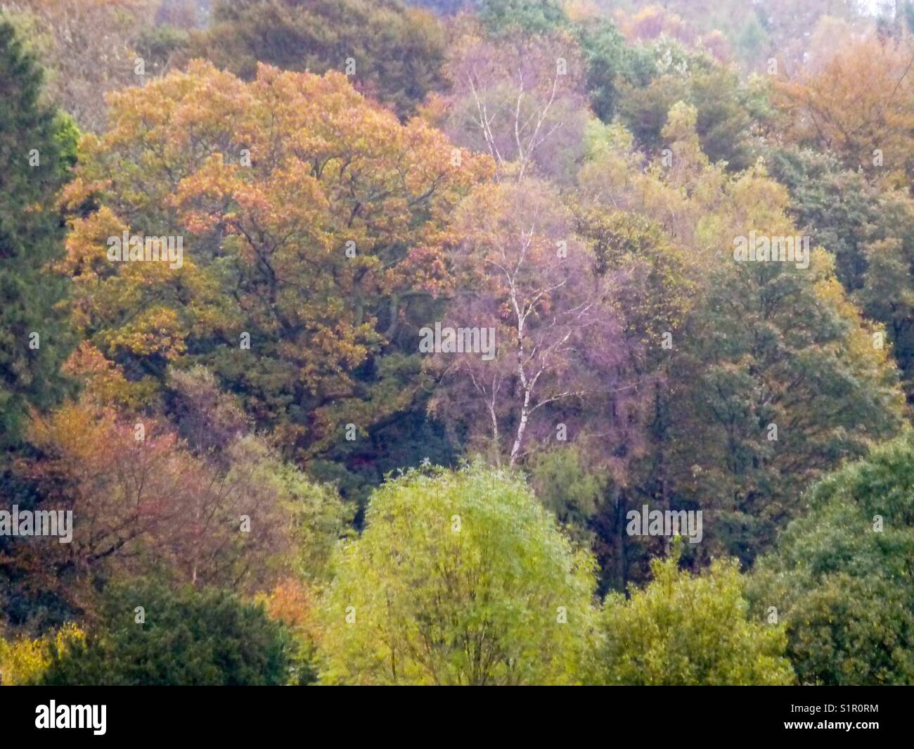 Autumn Trees In A Colourful Bloom Stock Photo - Alamy