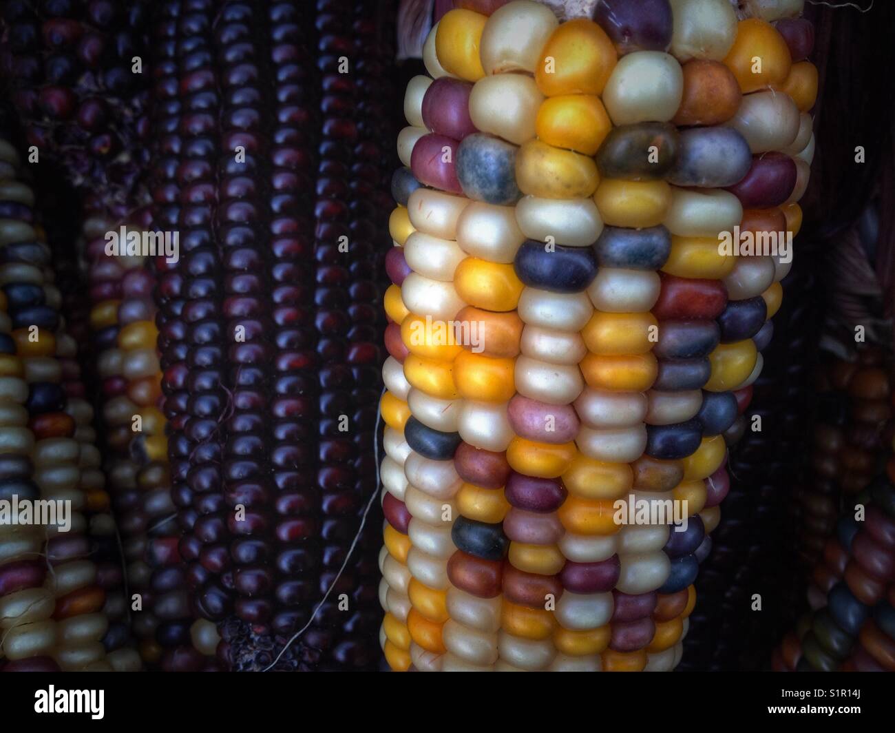 Indian Corn, with its rich array of multicolored kernels in hues of blue, red, yellow, and brown, is a traditional symbol of the fall harvest season. - Smartphone Captured Stock Image