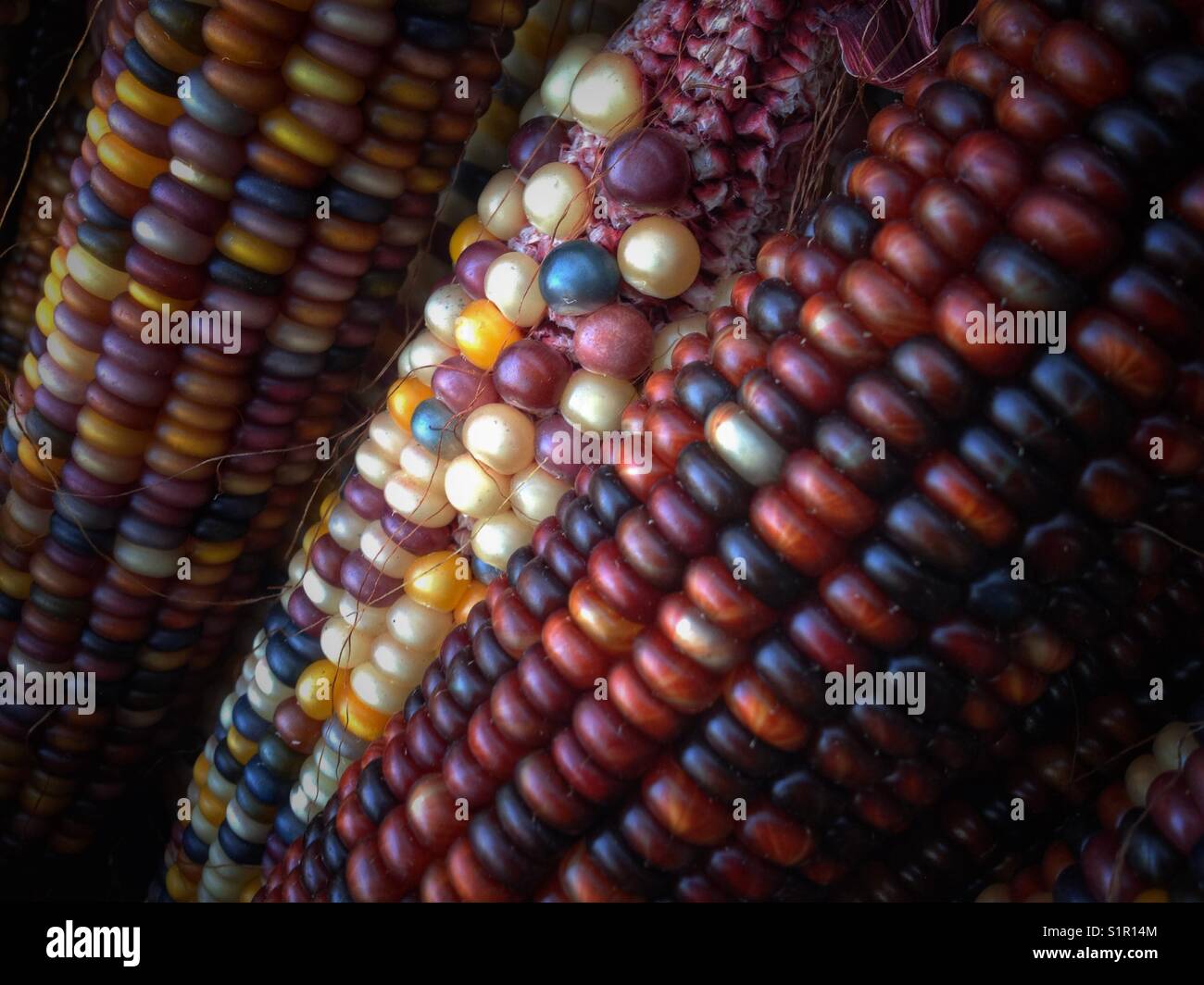 Indian Corn, with its rich array of multicolored kernels in hues of blue, red, yellow, and brown, is a traditional symbol of the fall harvest season. - Smartphone Captured Stock Image