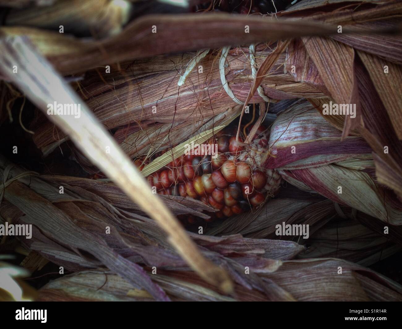Indian Corn, with its rich array of multicolored kernels in hues of blue, red, yellow, and brown, is a traditional symbol of the fall harvest season. - Smartphone Captured Stock Image
