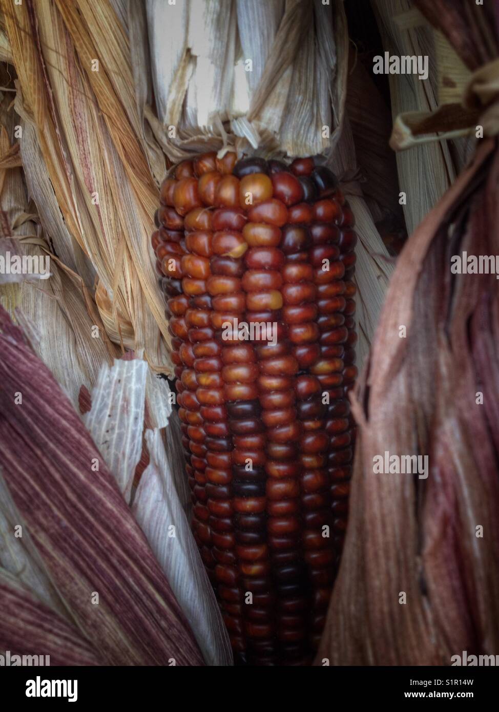 Indian Corn, with its rich array of multicolored kernels in hues of blue, red, yellow, and brown, is a traditional symbol of the fall harvest season. - Smartphone Captured Stock Image