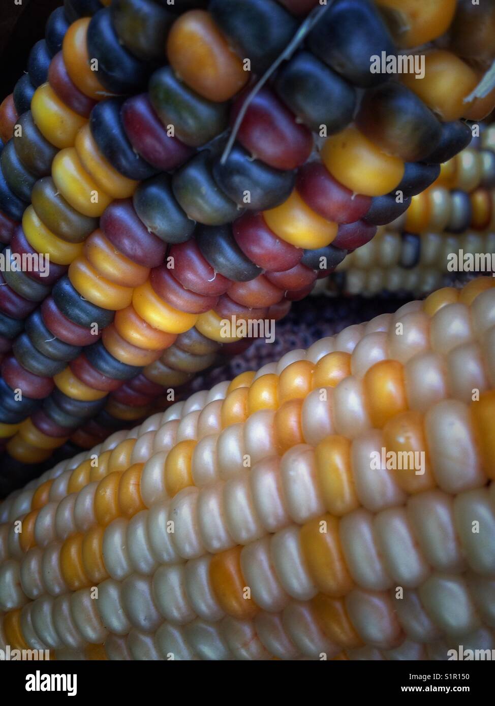 Indian Corn, with its rich array of multicolored kernels in hues of blue, red, yellow, and brown, is a traditional symbol of the fall harvest season. - Smartphone Captured Stock Image