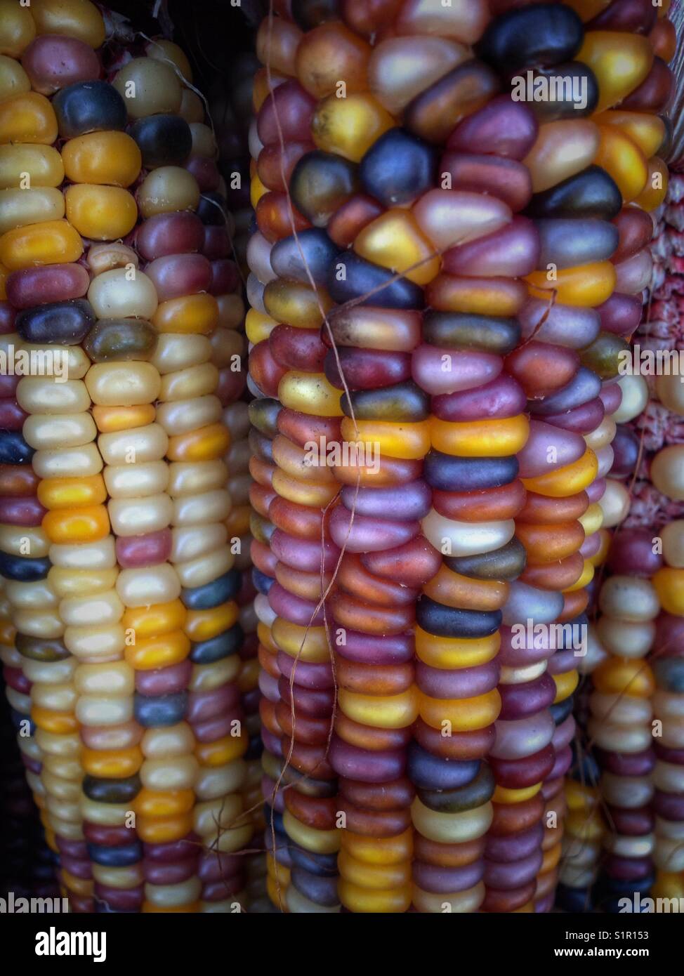 Indian Corn, with its rich array of multicolored kernels in hues of blue, red, yellow, and brown, is a traditional symbol of the fall harvest season. - Smartphone Captured Stock Image