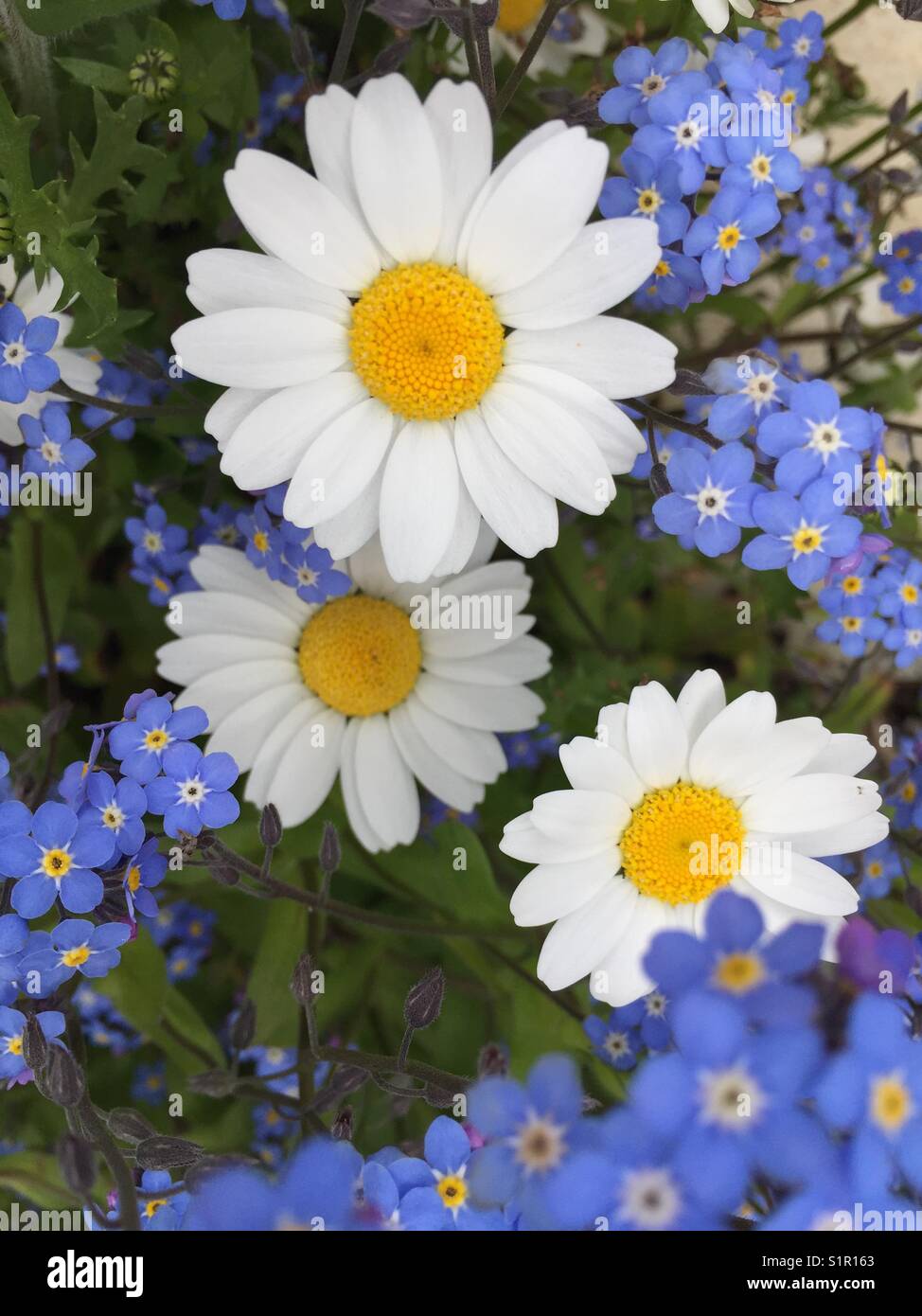 me nots flowers hires stock photography and images Alamy