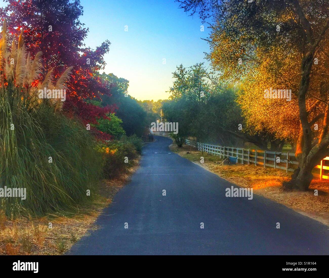 Early morning walk on a country road enjoying fall trees and leaves changing colors Stock Photo