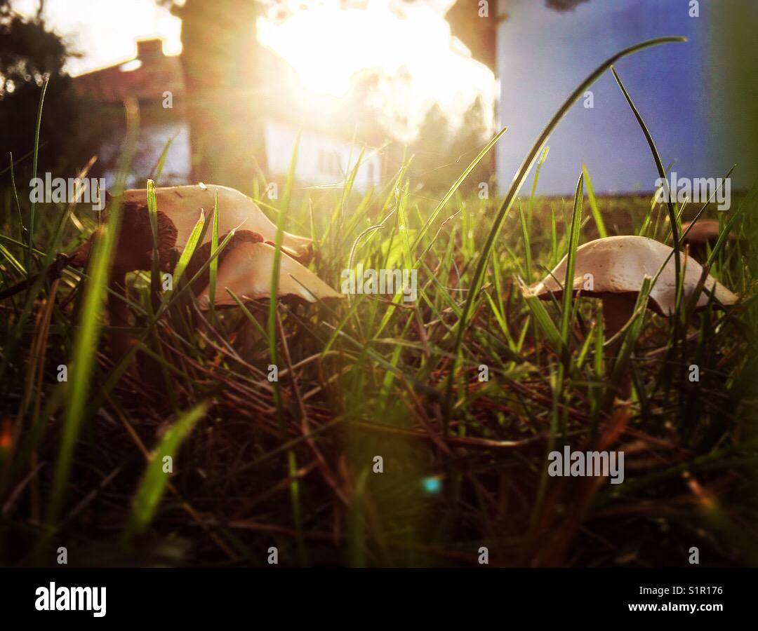 Mushroom hunting at sunset, Poland Stock Photo Alamy