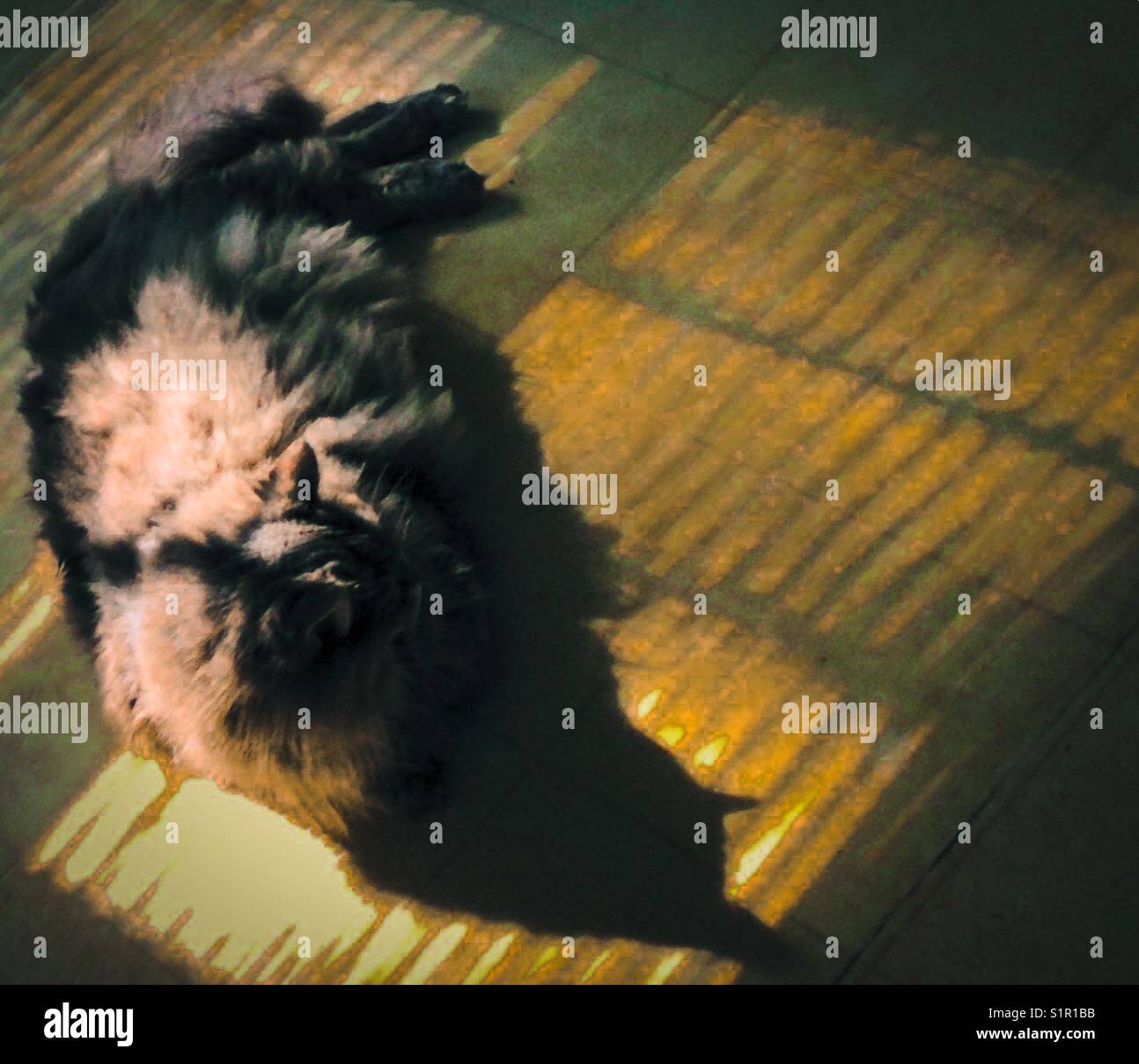 Sunbath - Smartphone Captured Stock Image