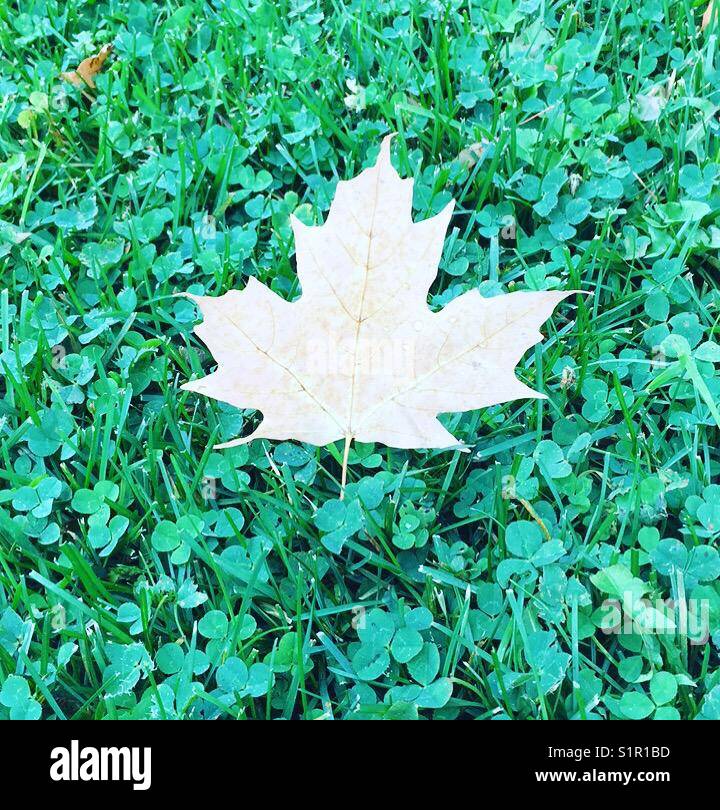 A maple leaf on a bed of clovers by K.R. Stock Photo