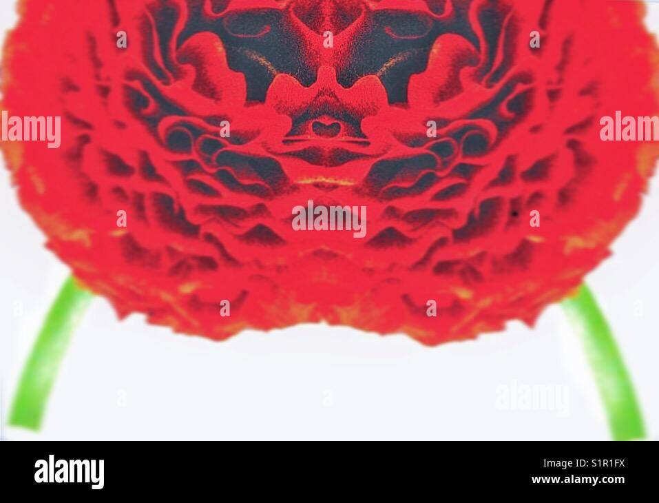 A red Dahlia flower double exposed. - Smartphone Captured Stock Image