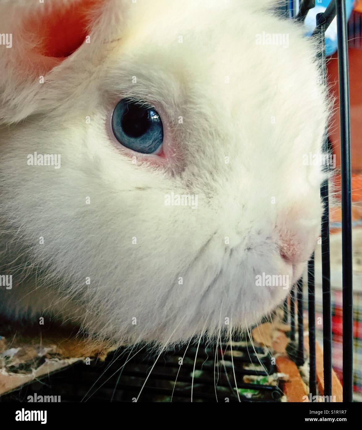 Closeup of white Lionhead bunny - Smartphone Captured Stock Image