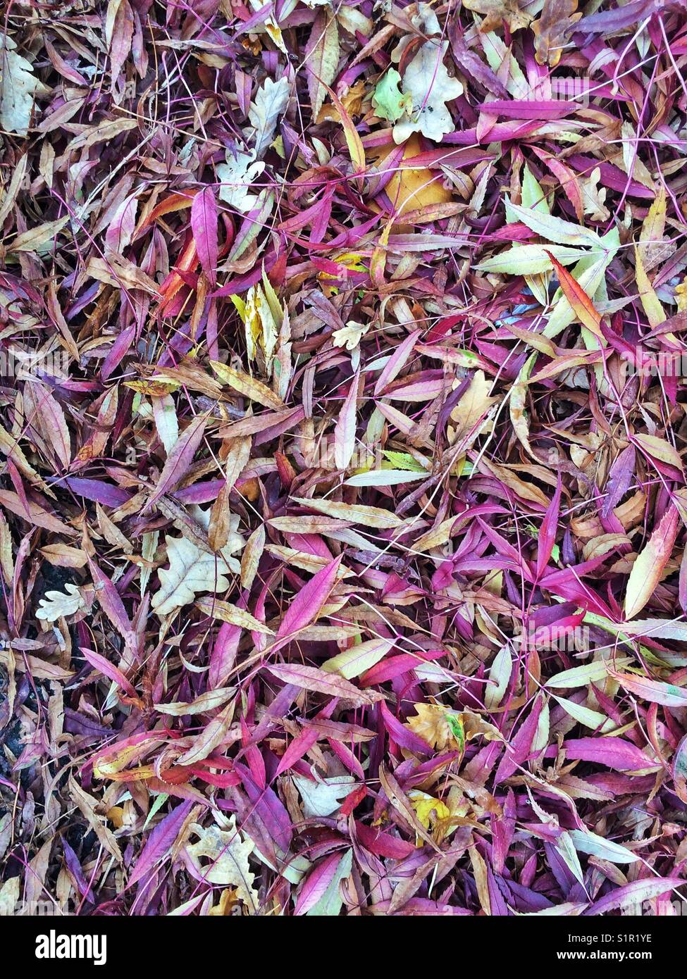 Aerial view of autumn leaves on the ground Stock Photo - Alamy