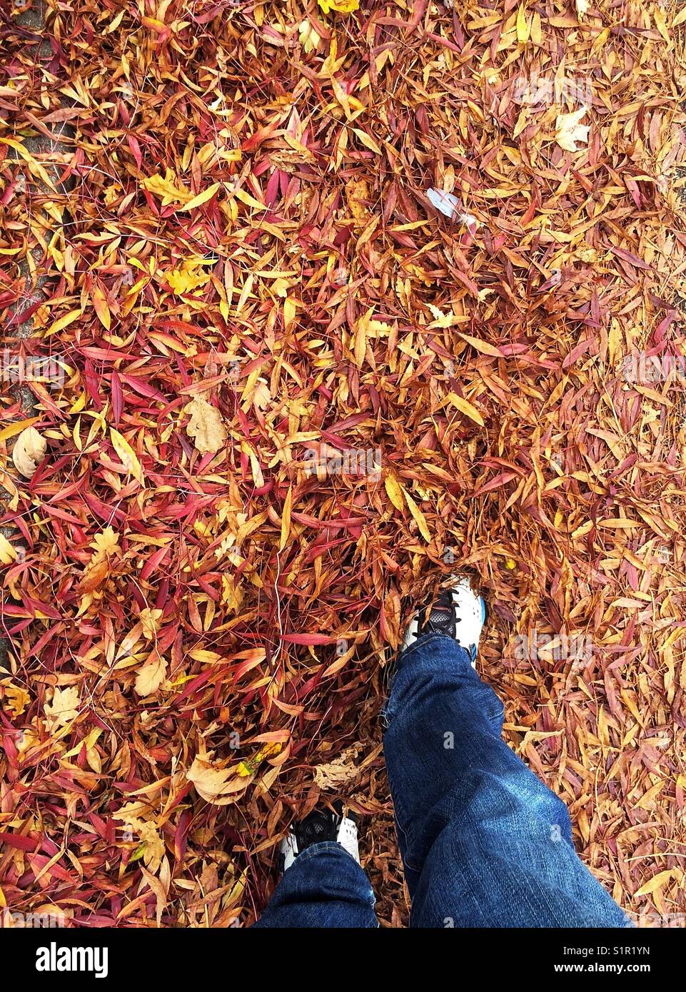Person walking through a pile of autumn leaves. Stock Photo