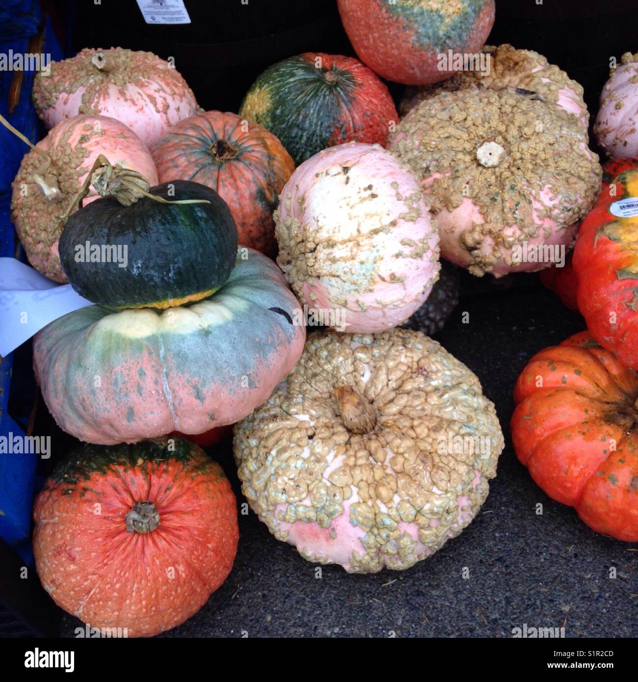 Group of unusual and weird pumpkins - but colorful Stock Photo