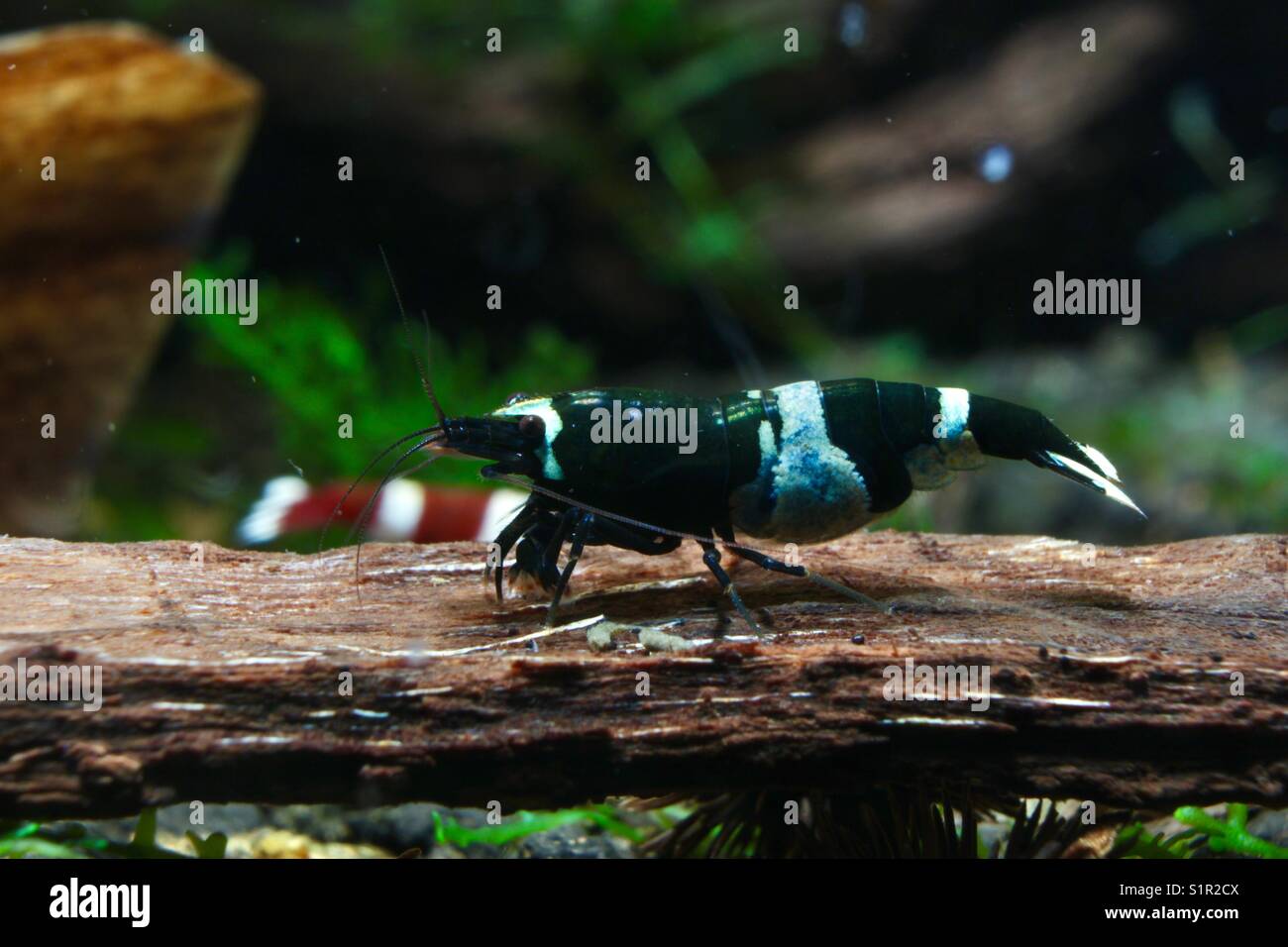 Female Black Panda, Taiwan Bee, Caridina, Shrimp Stock Photo