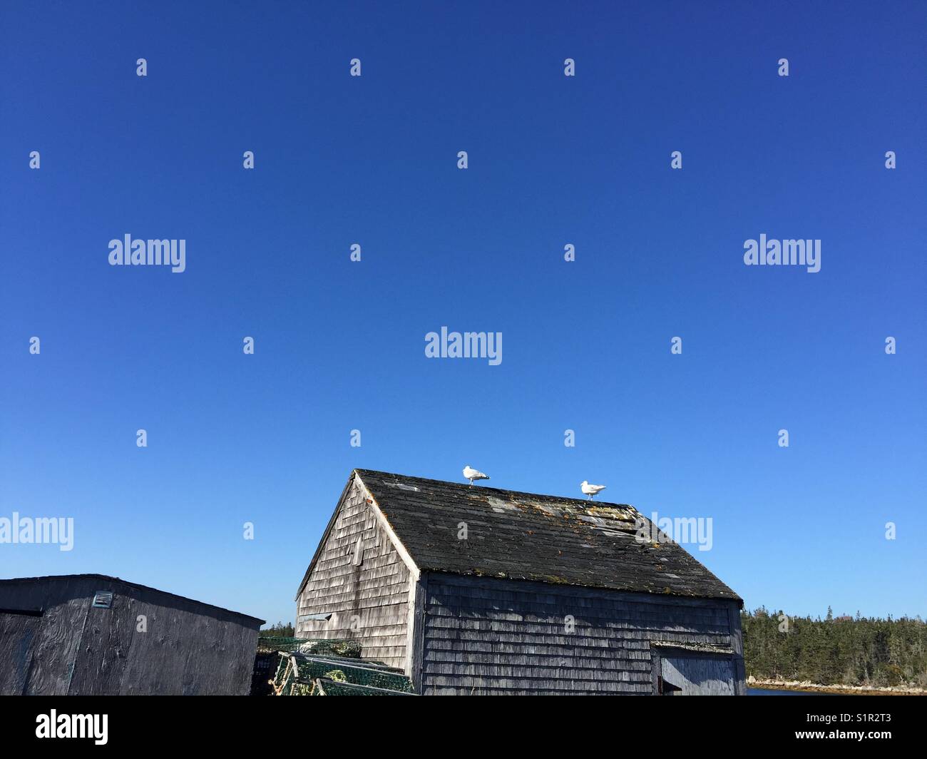Two seagulls - Smartphone Captured Stock Image