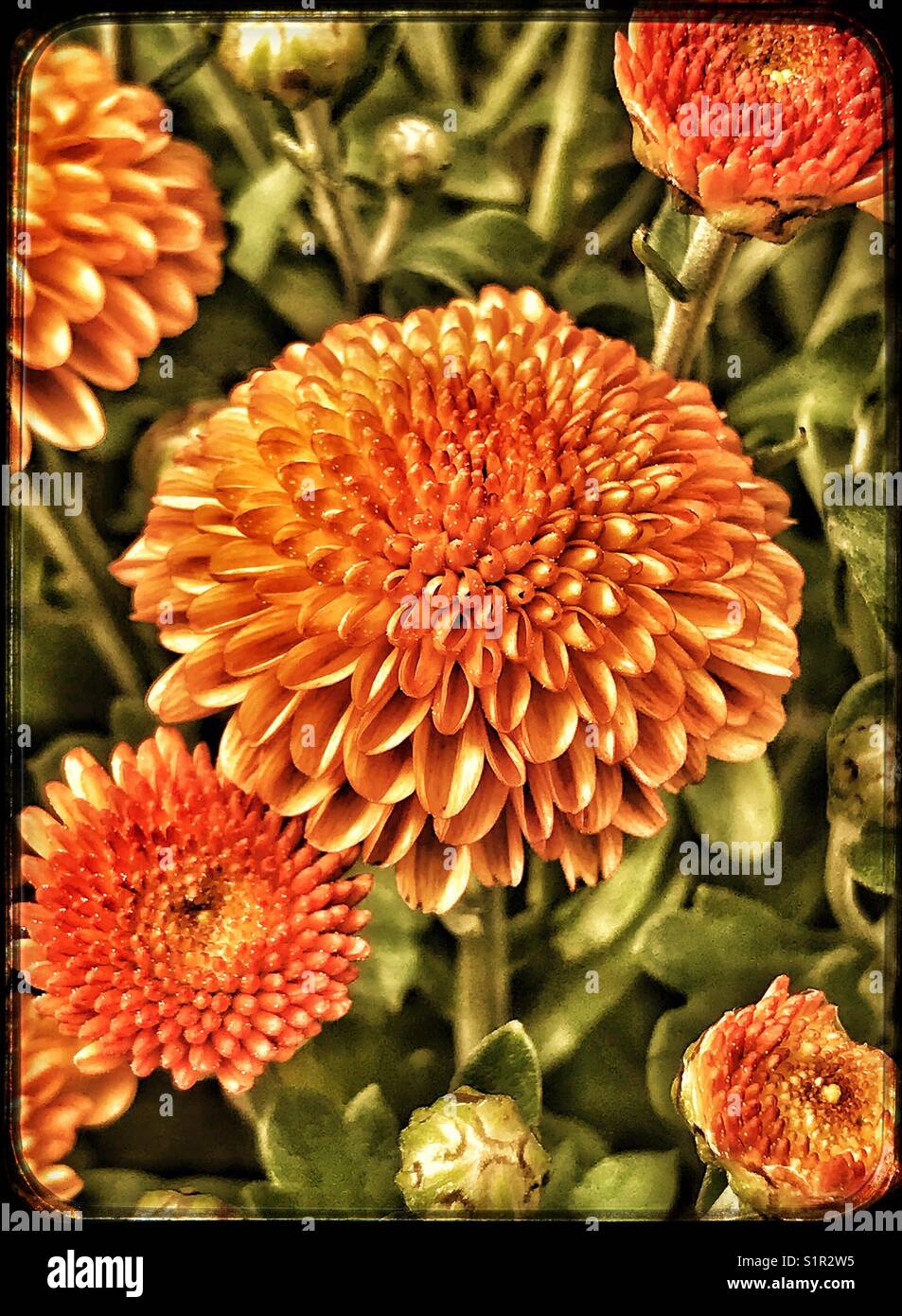 Bright orange mums hires stock photography and images Alamy