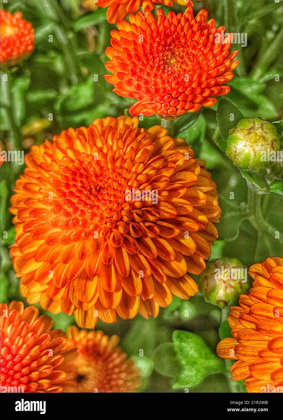 Vibrant bright orange mums in full bloom Stock Photo - Alamy