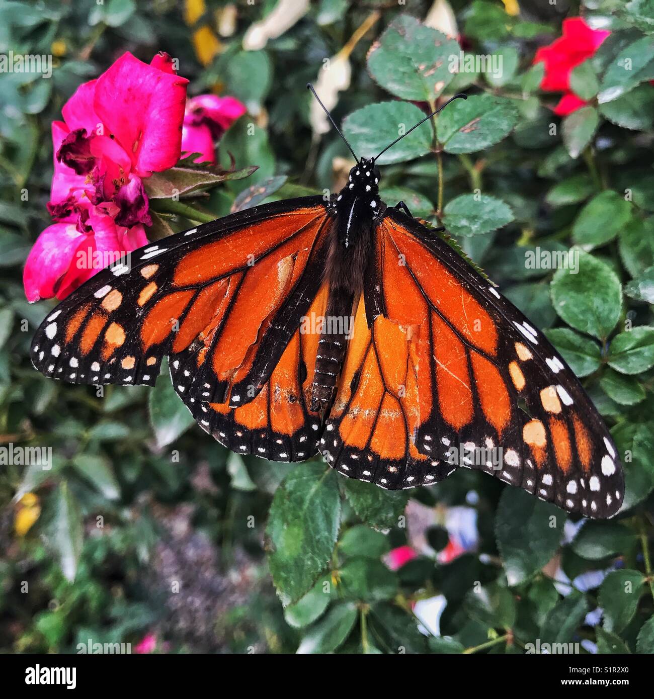Monarch butterfly rests on a rose bush. Nature in the city. Stock Photo