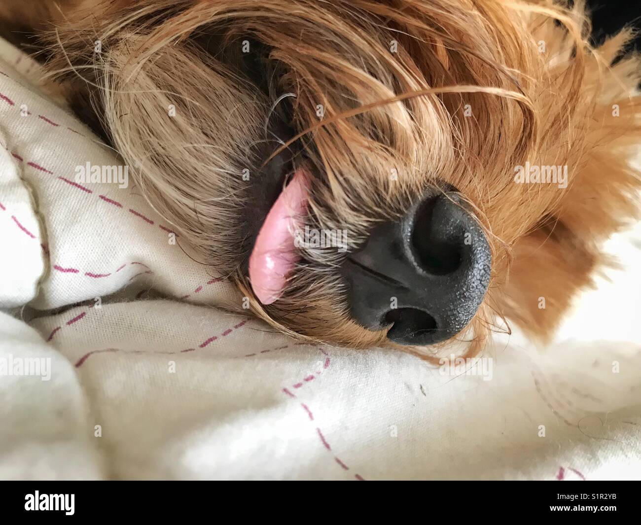 Dog’s snout closeup with a bit of the tongue outside Stock Photo