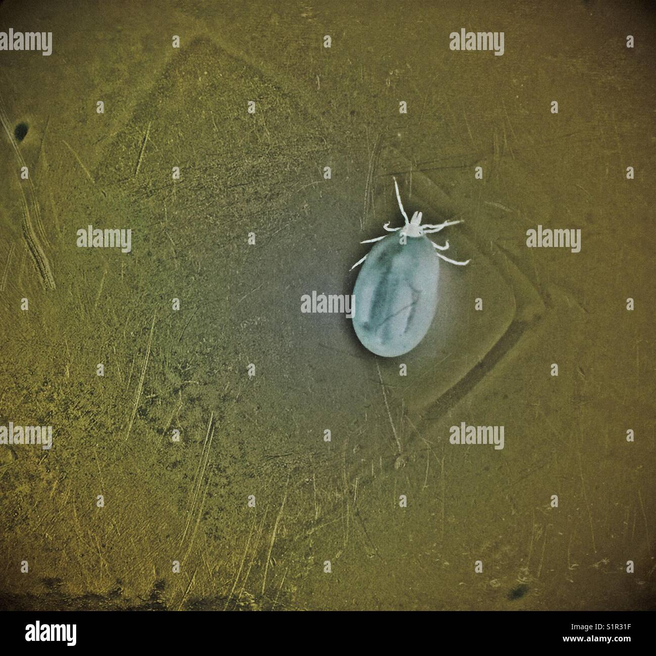 Inverted image of adult female Deer Tick (Ixodes scapularis) from Ontario, Canada Stock Photo