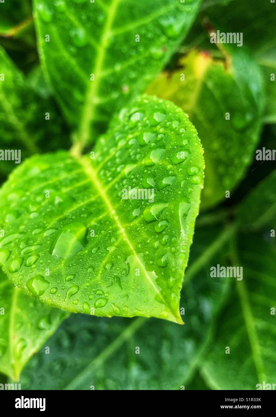Green leaves macro water hi-res stock photography and images - Alamy