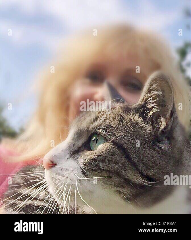 The cat is the selfie king! Stock Photo - Alamy