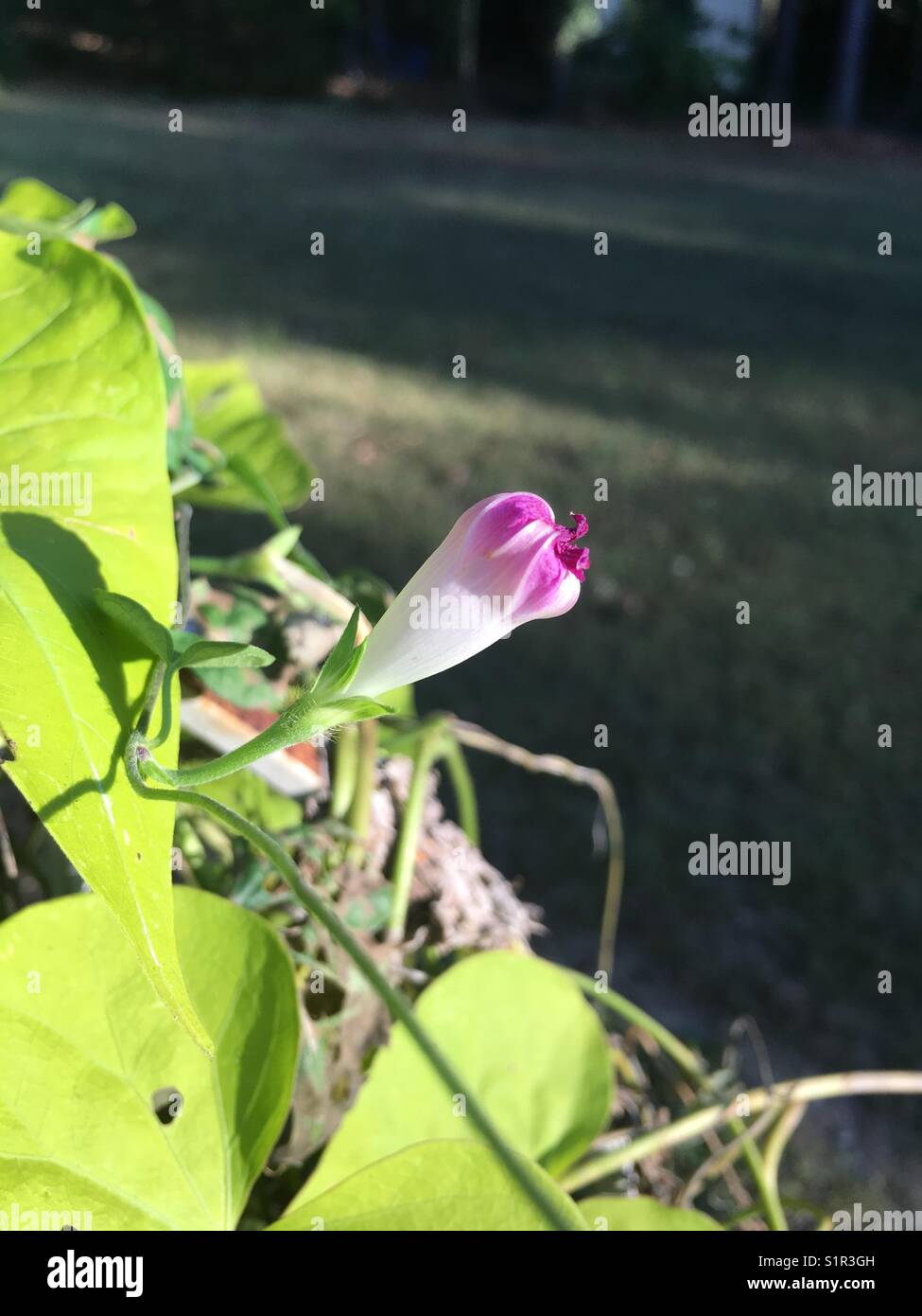 Morning glory prepping for bloom Stock Photo Alamy