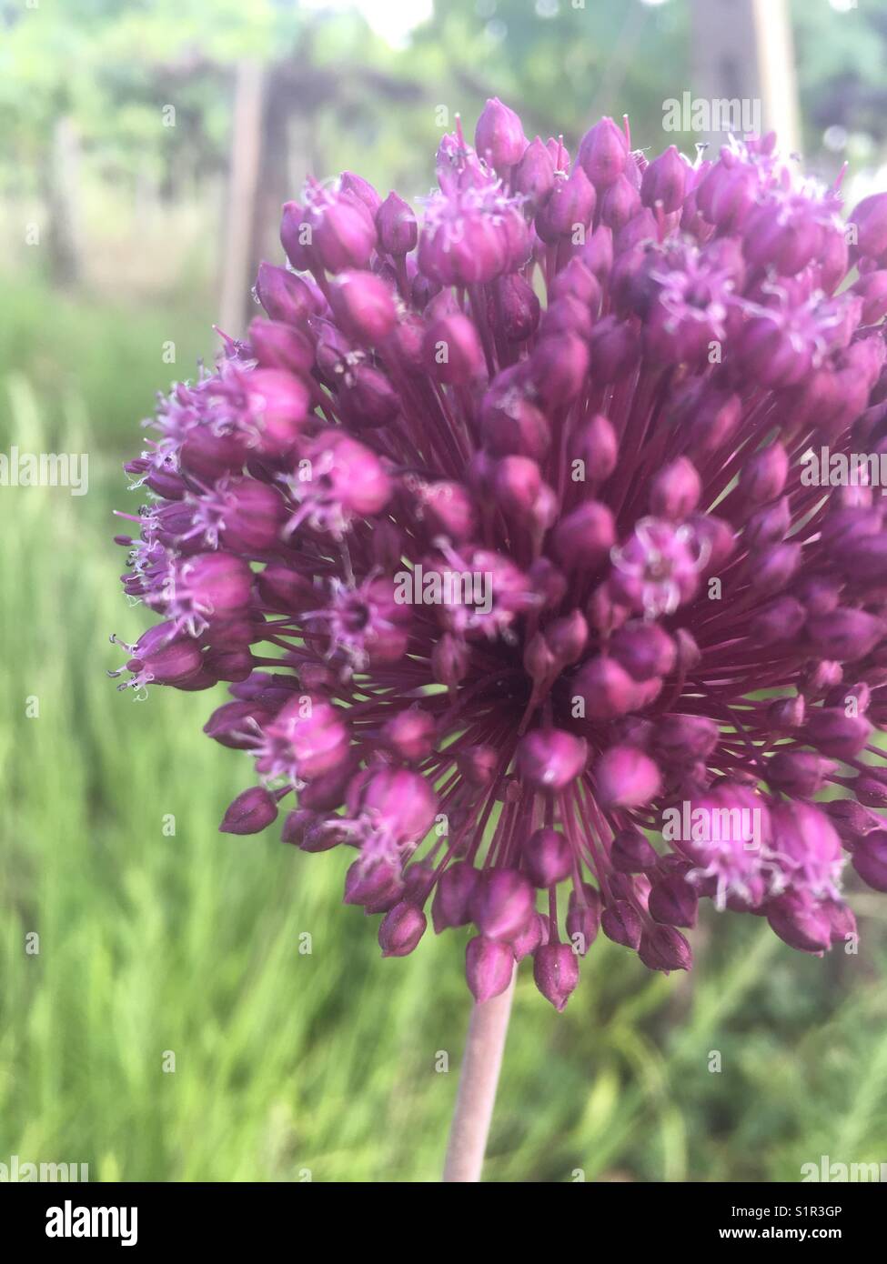 Wild onion flower hi-res stock photography and images - Alamy
