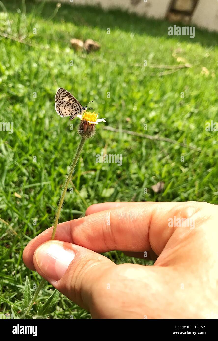 Collecting a flower with a butterfly laying on it over a green grass background - Smartphone Captured Stock Image