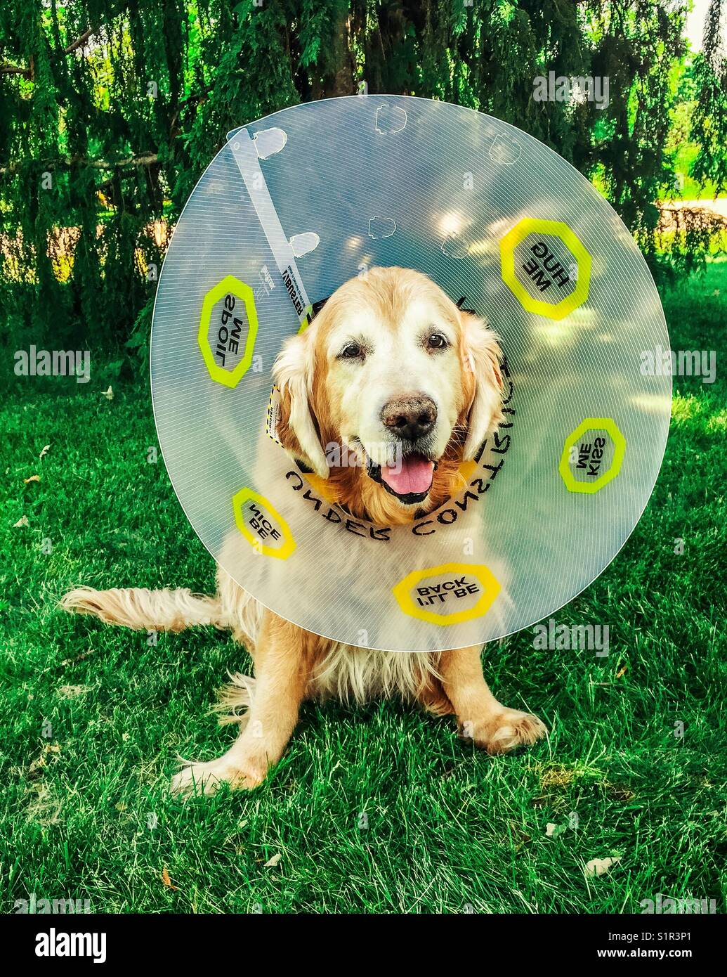 Golden retriever wearing a cone Stock Photo Alamy
