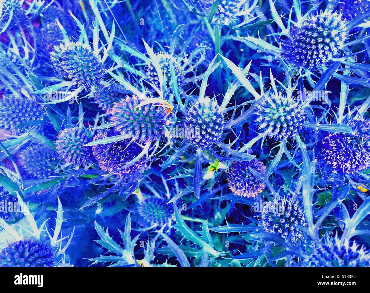 Effervescent radiant blue star sea holly, purple thistle, alpine sea holly Stock Photo