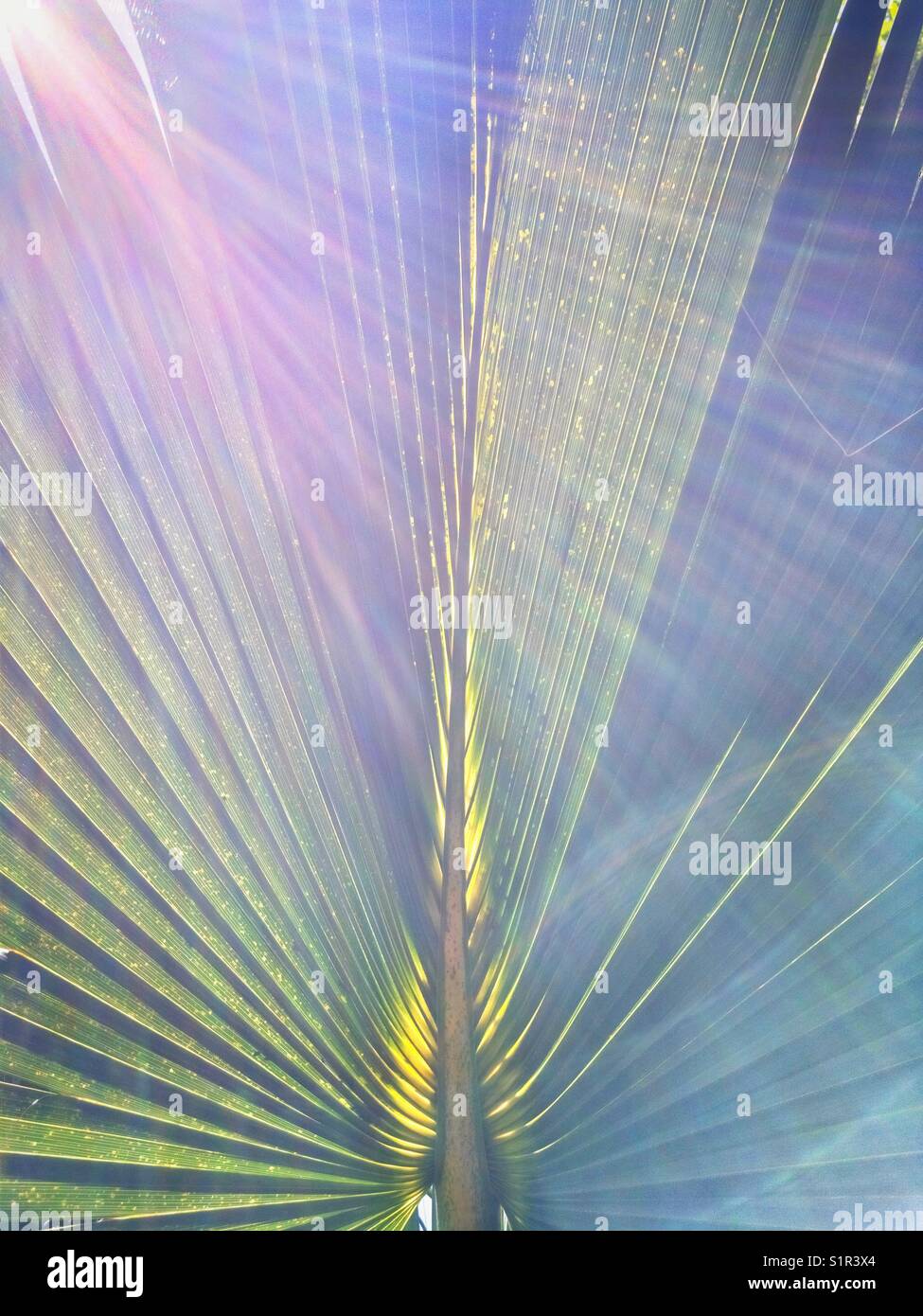 Palm tree leaf with sun flare. - Smartphone Captured Stock Image