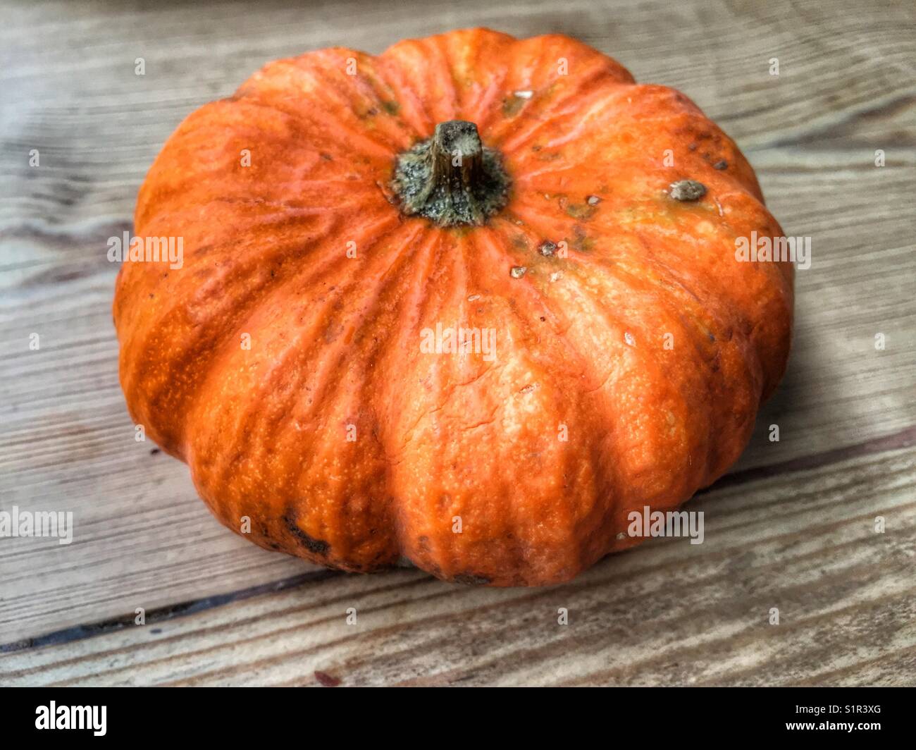 A small pumpkin Stock Photo