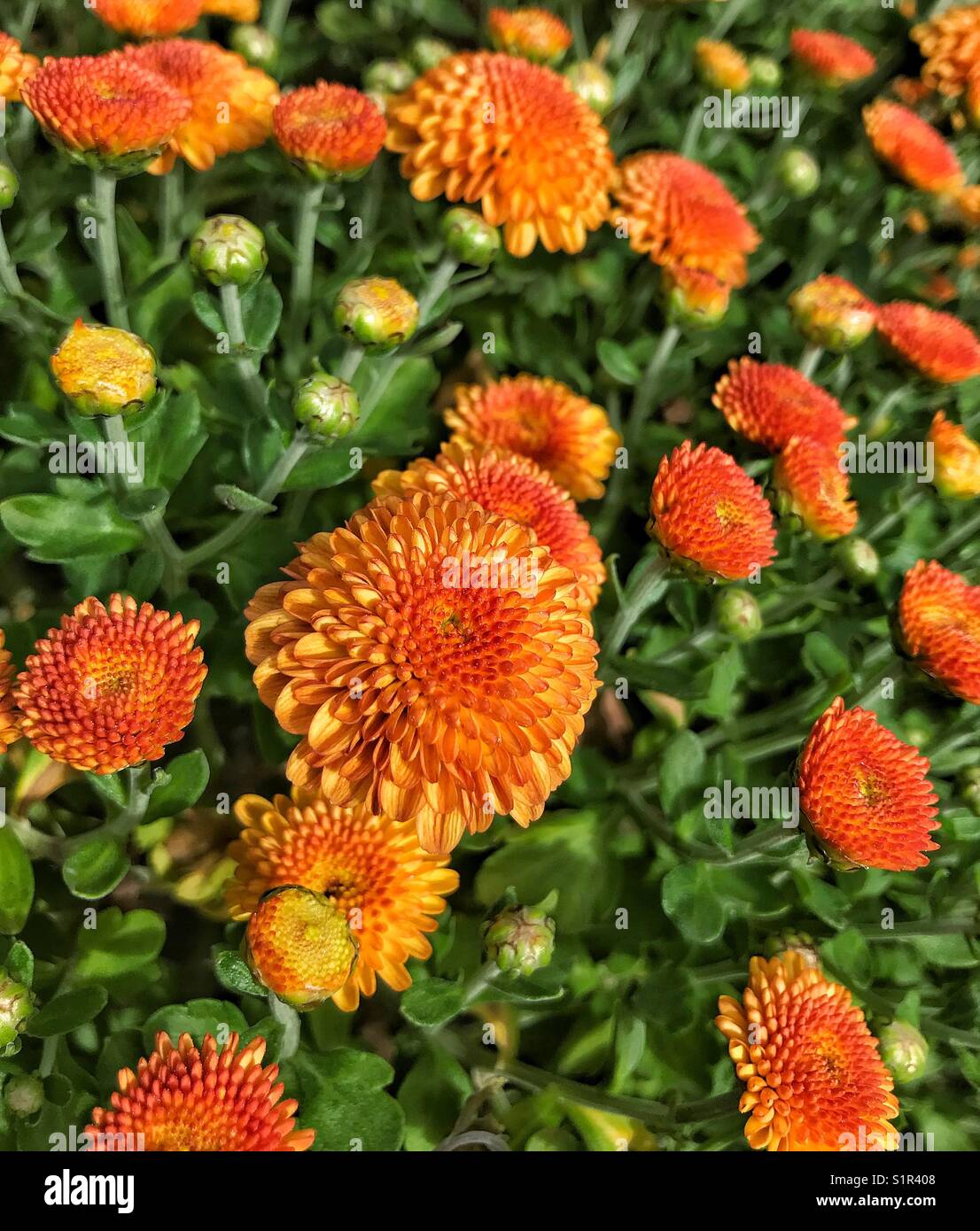 Vibrant Hailey Orange mums in warm sunlight Stock Photo Alamy