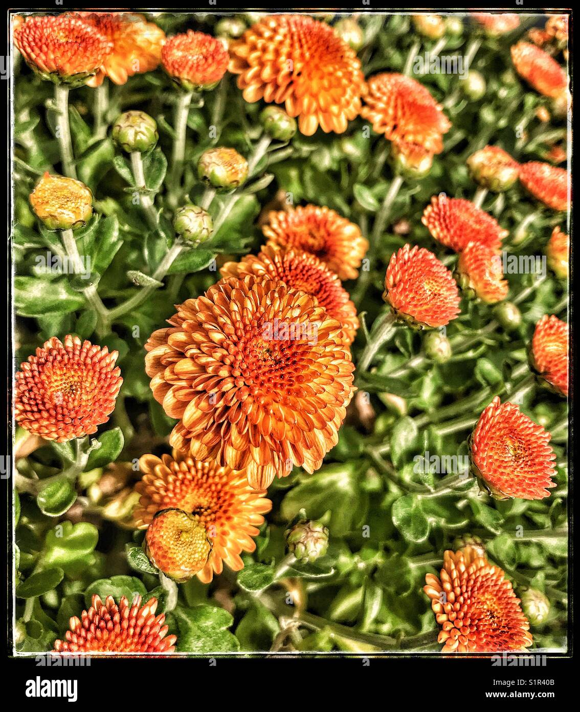 Orange mums in full bloom with dramatic effects Stock Photo Alamy