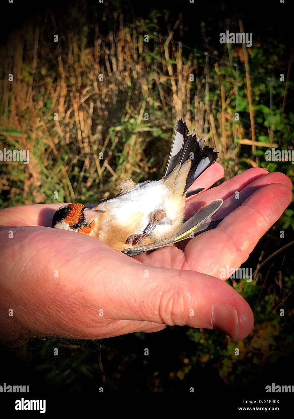 A bird in the hand - recently ringed Goldfinch ready for release - Smartphone Captured Stock Image