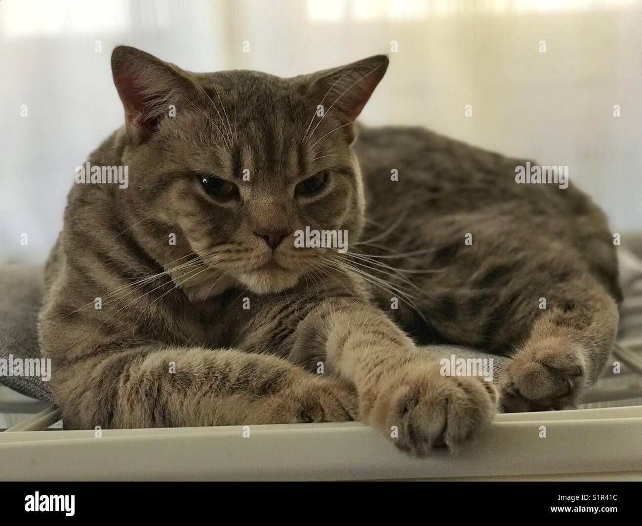 Cat in relax - Smartphone Captured Stock Image