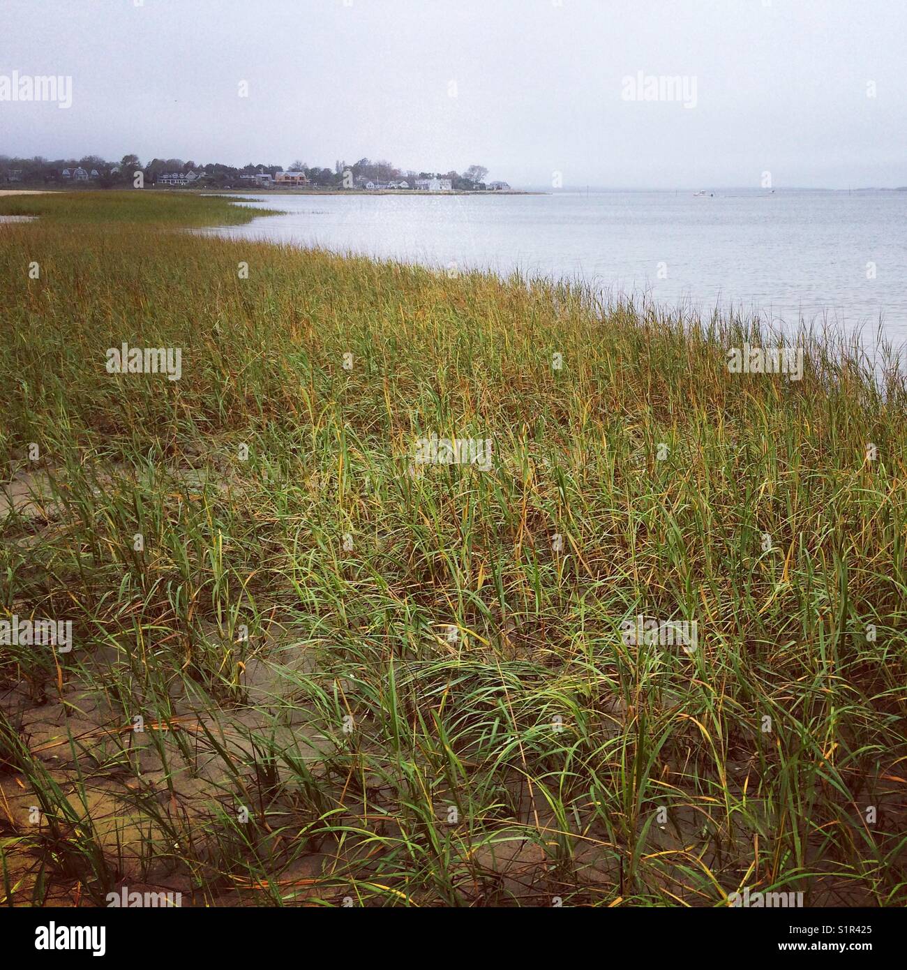 Beach grass, Barnstable, Cape Cod, Massachusetts, United States - Smartphone Captured Stock Image