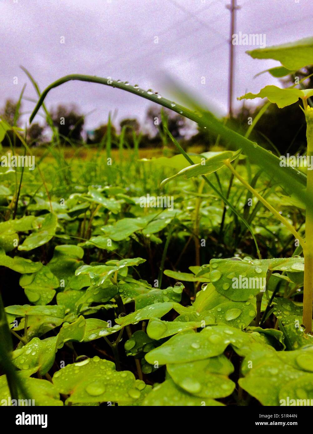 Morning dew on clover - Smartphone Captured Stock Image