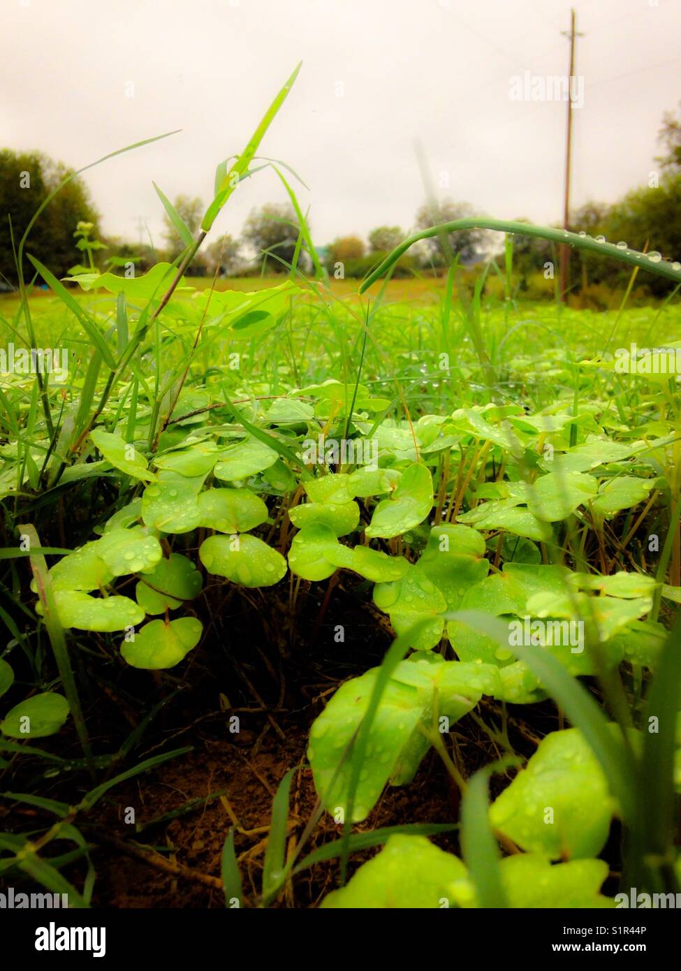 Morning dew - Smartphone Captured Stock Image