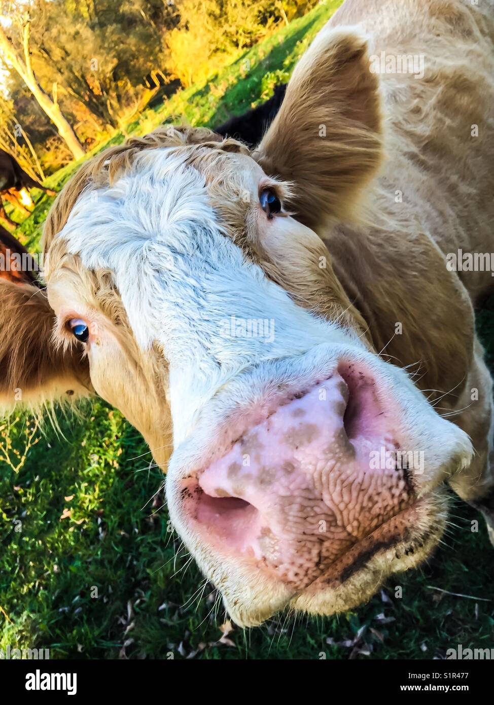 Closeup of brown and white adult cow - Smartphone Captured Stock Image