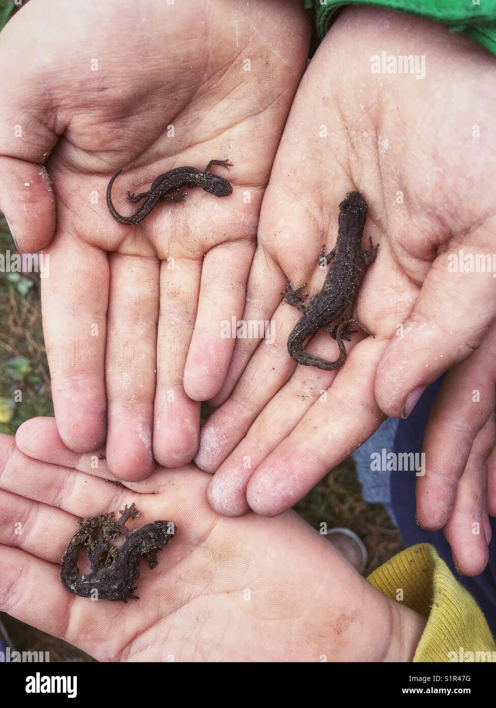 Smooth newts triturus vulgaris on boy‘s hands - Smartphone Captured Stock Image