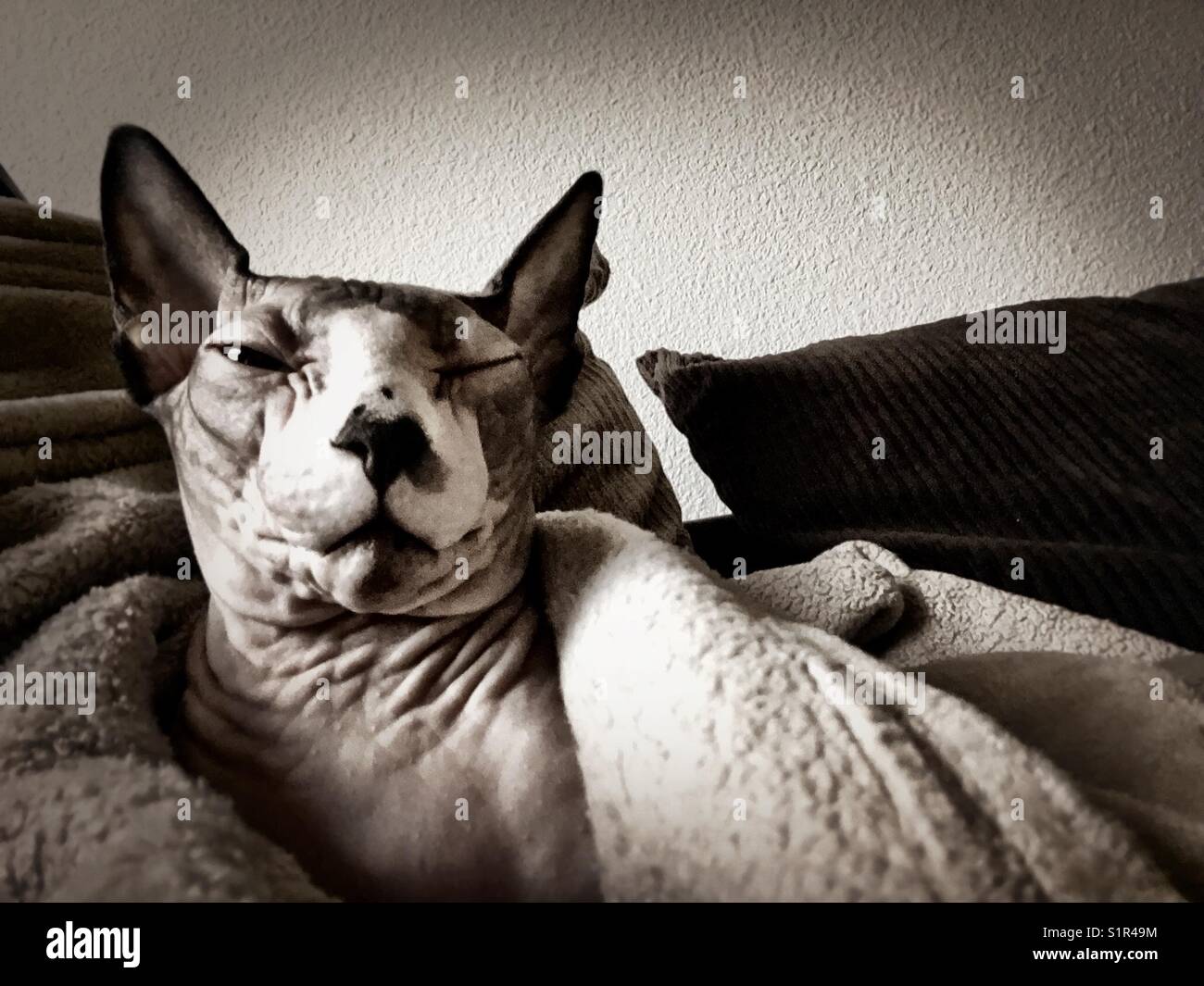 A sleepy hairless Sphynx cat wrapped in a blanket - Smartphone Captured Stock Image