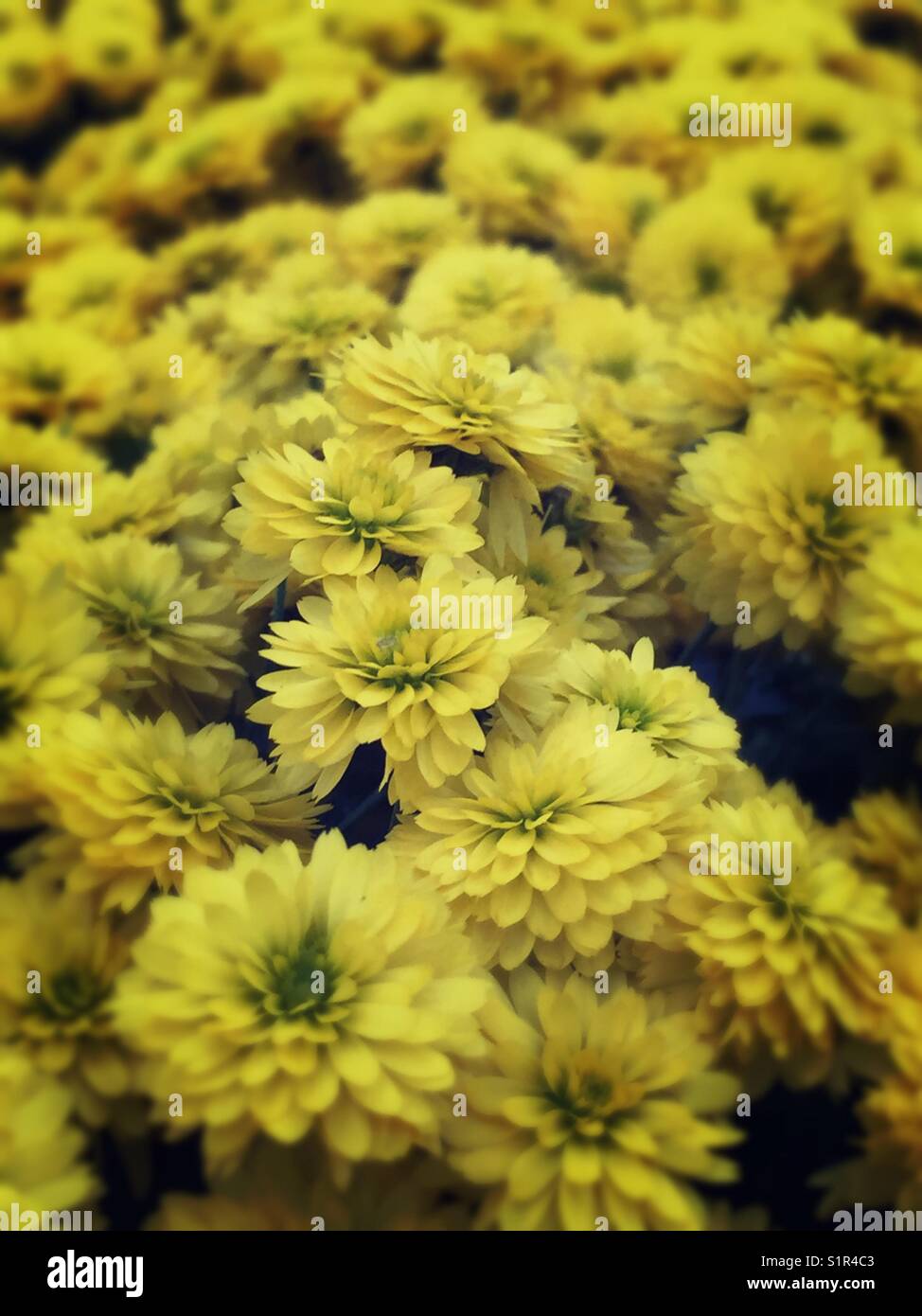 Lots of yellow miniature Chrysanthemums Stock Photo Alamy