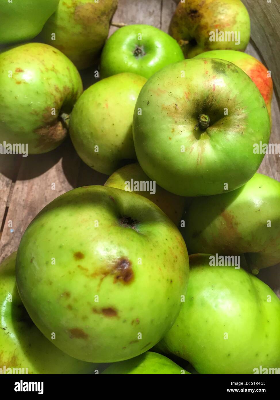 Bramley Seedling cooking apples - Smartphone Captured Stock Image