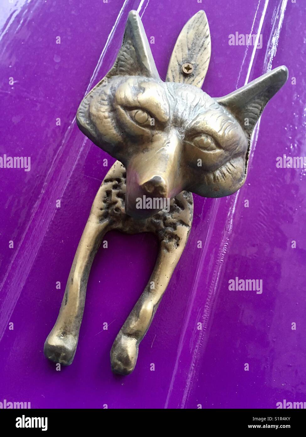 Brass Fox on a Purple Door Stock Photo