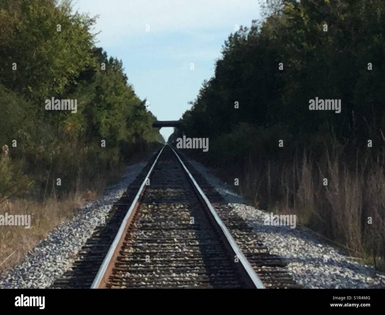 Trees along tracks hi-res stock photography and images - Alamy