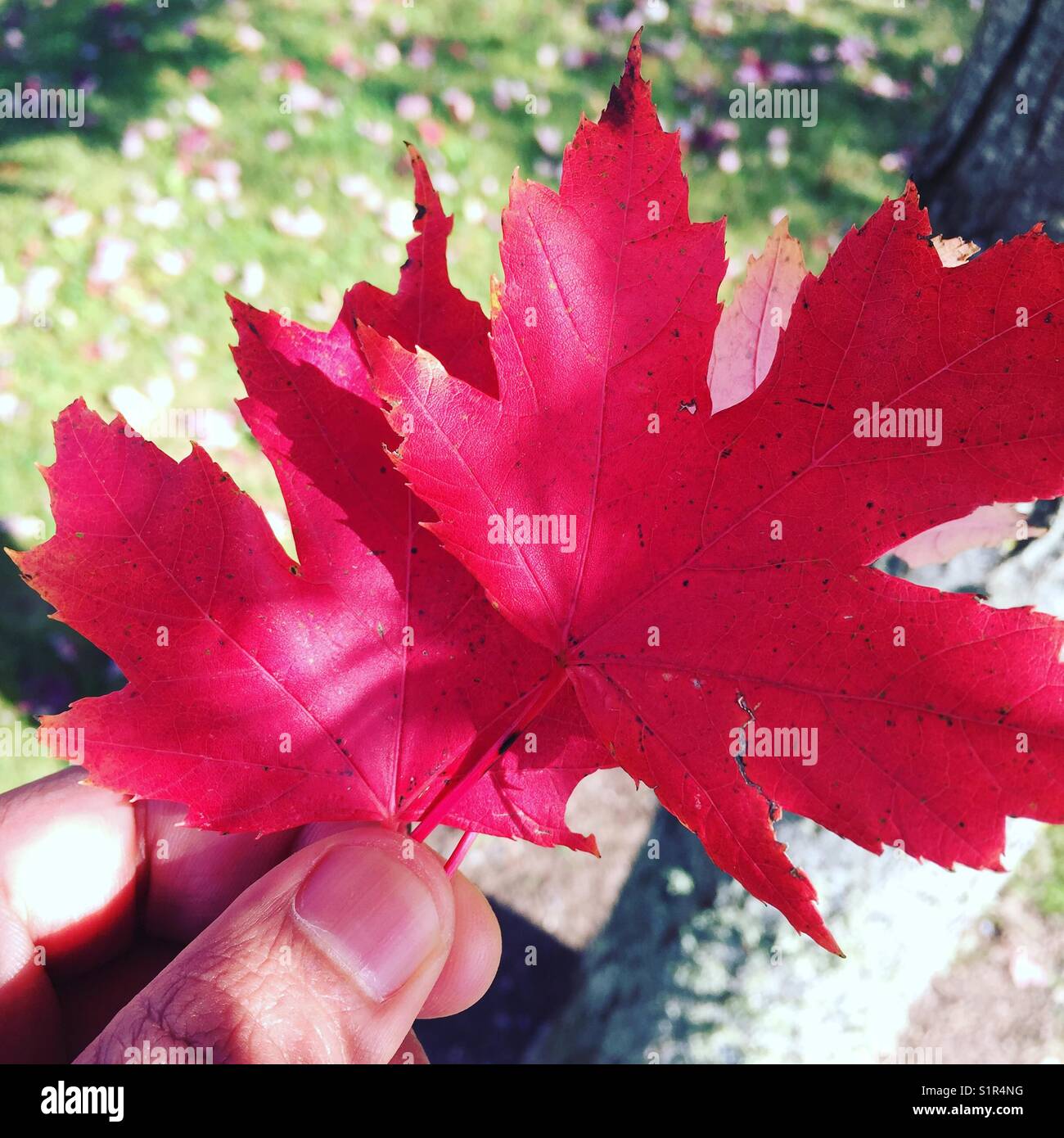 Falling red maple leaves hi-res stock photography and images - Alamy